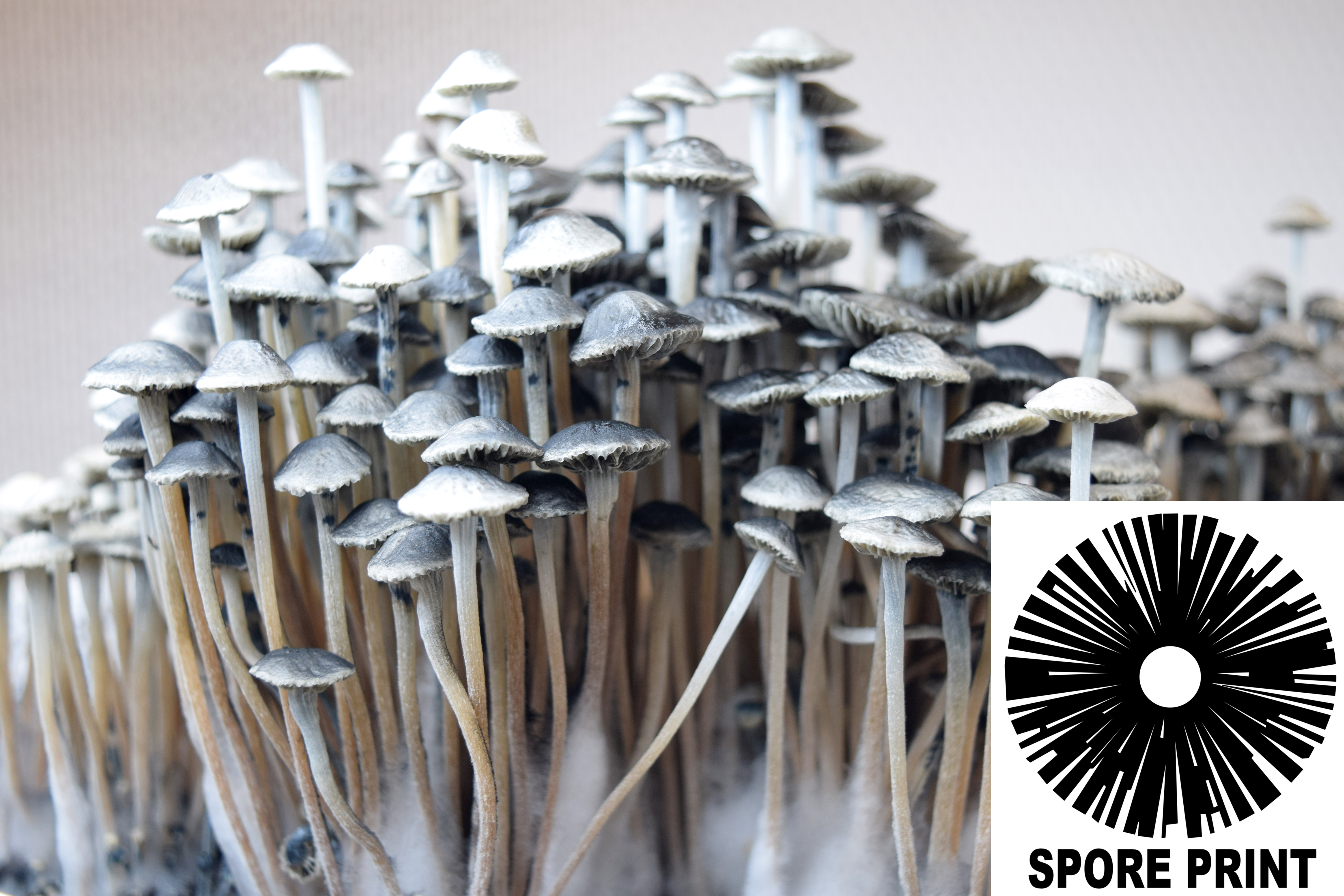 Panaeolus (Copelandia) cyanescens : British Virgin Islands BVI Spore Print